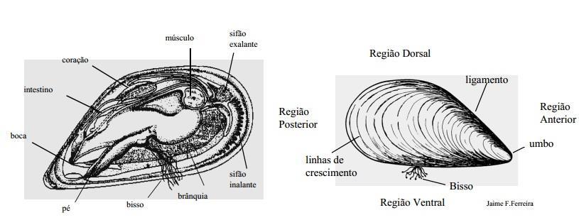 Mexilhão Perna perna (Linné, 1758) Os organismos escolhidos para o estudo são os moluscos bivalves Perna perna (Linné, 1758), que pertencem à família Mytilidae.