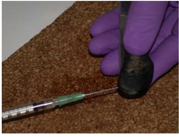 Figura 4:Extração de hemolinfa com auxílio de uma seringa de 1 ml e agulha de 0,8 X 40 mm Biomarcadores Primeiramente foi preparada uma solução salina fisiológica, a qual foi utilizada para os
