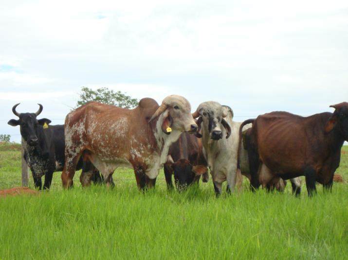 30 FIGURA 4 - Cinco dos 12 animais sororreagentes positivos testados na propriedade (dois touros da raça Gir e três vacas Girolando). 3.