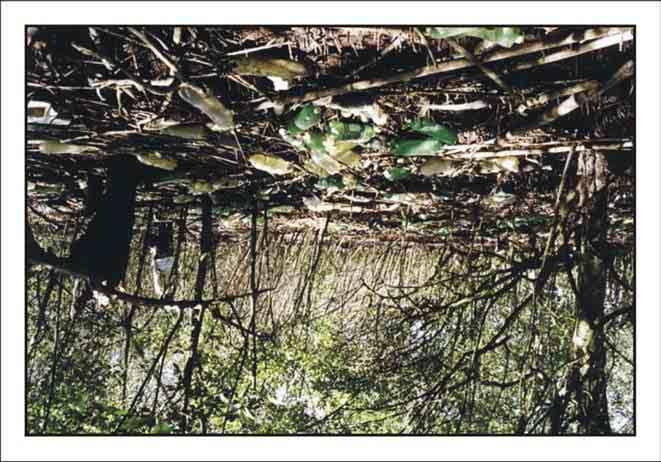 1. APRESENTAÇÃO Figura 5 - Área de manguezal impactada pelo lixo urbano - RJ (Oliveira, 2003).