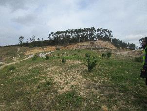 Plantação de arbustos