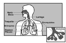 A infecção pelo bacilo da tuberculose pode ocorrer em qualquer idade, mas no Brasil geralmente acontece na infância. Nem todas as pessoas expostas ao bacilo da tuberculose se tornam infectadas.