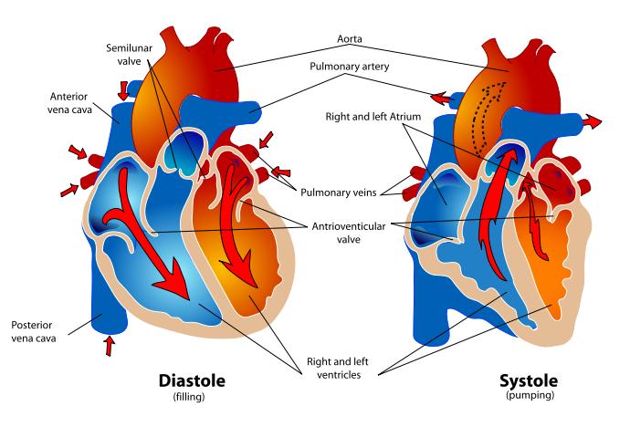 Válvula semilunar Aorta Artéria pulmonar Veia cava Átrio direito e esquerdo Veias