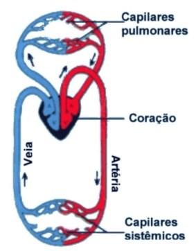 Circulação Sistêmica e Pulmonar Circulação Pulmonar (ventrículo direito artéria pulmonar pulmões veias pulmonares