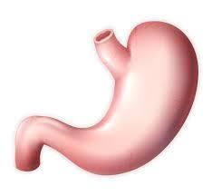 Digestão no Estômago Estômago: órgão