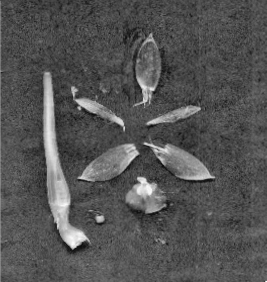 Description Plante épiphyte, pendante, de 10 cm de longueur au maximum ; racines de 2 mm d épaisseur ; pseudobulbes inexistants ; feuilles imbriquées, pliées, lancéolées, de 3 cm de longueur pour 1