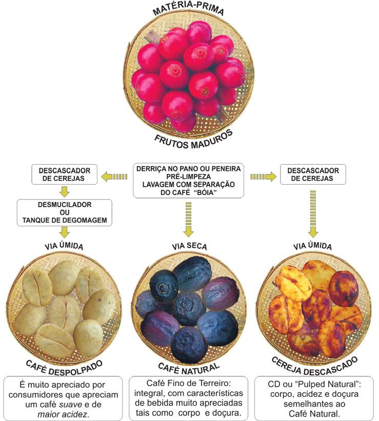 SÉRIE TECNOLÓGICA CAFEICULTURA PREPARO DO CAFÉ: VIA SECA E VIA ÚMIDA Em qualquer modalidade de preparo de cafés para a obtenção de um produto de qualidade, a matéria-prima é de importância
