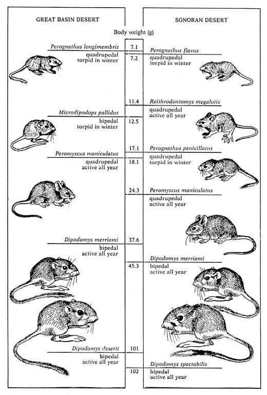 Uma comparação dos tamanhos dos roedores em duas comunidades de deserto, compostas por diferentes spp. Todos os roedores comem sementes: mas roedores maiores comem sementes maiores.