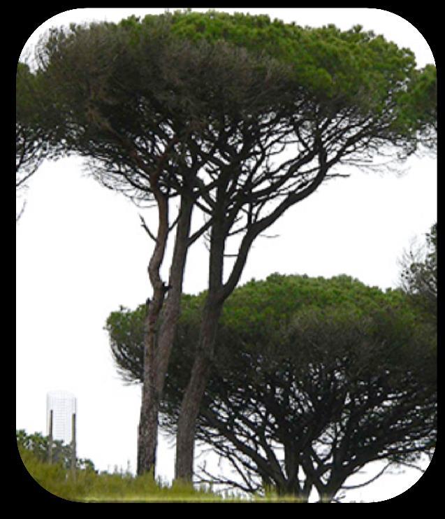 Figura 3 - Pinheiro Bravo - Pinus pinaster (à esquerda) e Pinheiro Manso - Pinus pinea (à direita) [31].