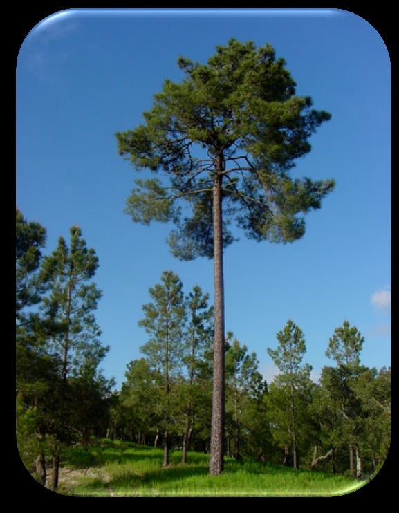 No que diz respeito à ecologia, o pinheiro bravo constitui formações vegetais que mantêm elevada biodiversidade da fauna e flora e, em alguns casos, refúgio ou nichos de espécies endémicas