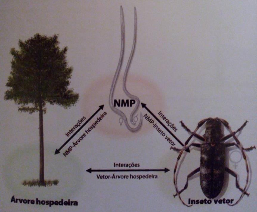 A dispersão da doença está limitada ao período de voo do inseto, ou seja, entre abril e outubro.