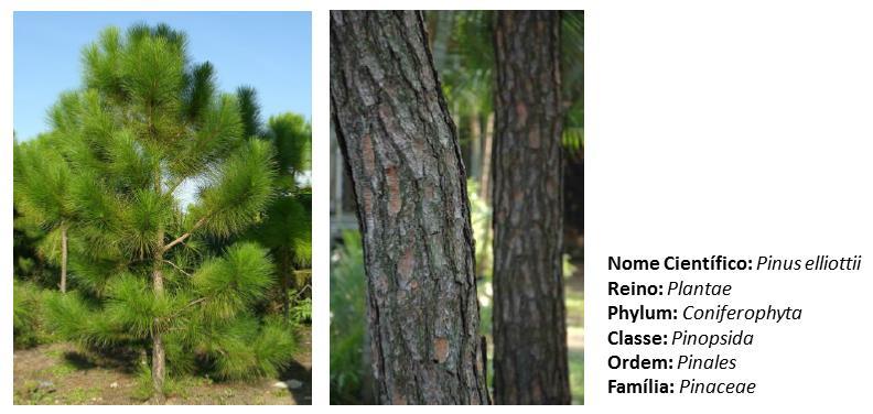 A espécie P. elliottii é uma árvore de rápido crescimento e, apresenta uma elevada rentabilidade e qualidade para extração de resina [24].