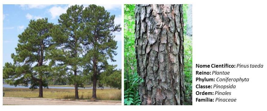 Pinus taeda é conhecido como: o pinheiro-amarelo, pinheiro-rabo-de-raposa, pinheiro-do-banhado, pinos, pinho-americano.