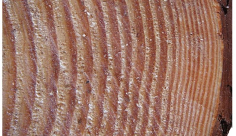 uma nítida paragem de crescimento em diâmetro, evidenciada pela formação dos anéis de crescimento (Figura 15). Figura 15 - Seção transversal de madeira da base do tronco de Pinus taeda [15].