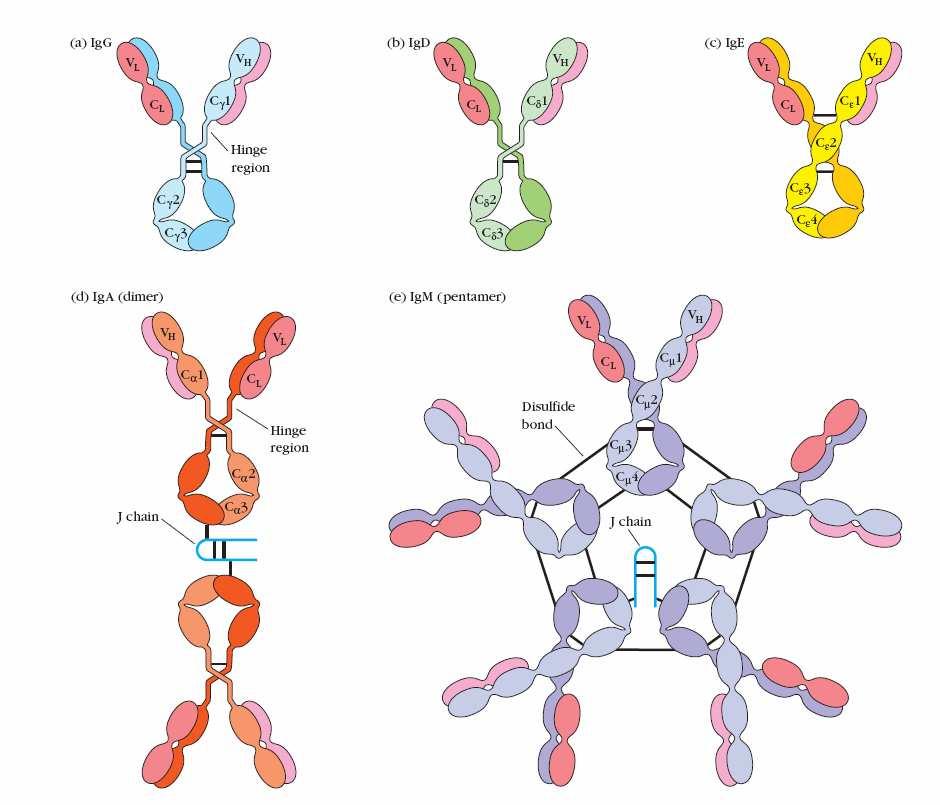 Imunidade humoral: 5 classes de anticorpos IgM: cadeia pesada tem 4 dominios C (sem charneira); pentamero: cadeia J + lig dissulfido IgG: cadeia pesada tem 3 dominios C (mais charneira); quatro