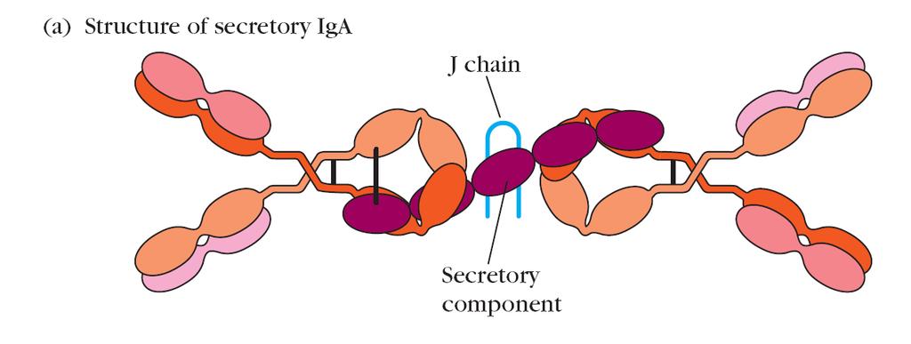 Actividades biológicas da IgA 10-15% do total Ig s séricas; Monómero (soro) de valência 2; Dímero (segregada) valência 4; 2 subclasses Presente no soro e secreções Produzida mais tardiamente na