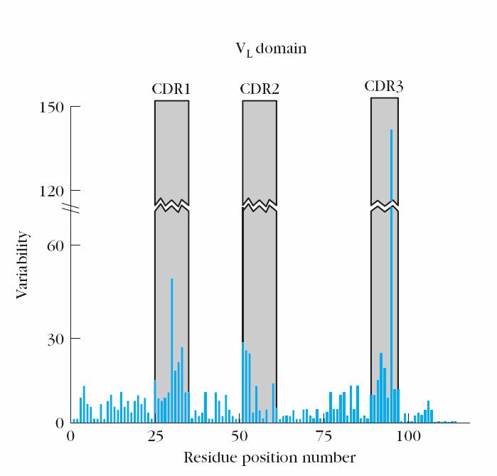 Análise da sequência aminoacídica das Ig s revela variabilidade no domínio V Sequenciação foi apenas possível usando anticorpo purificado de células