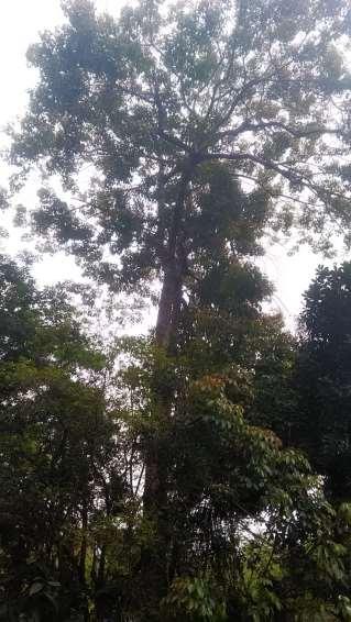 CUTIEIRA Nome científico:joanesia príncipes. Época da coleta de sementes: março à maio. Florescência: junho à setembro.