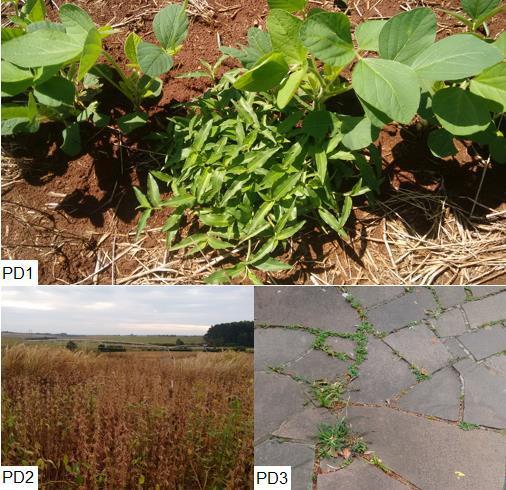 Agricultura de Precisão no Rio Grande do Sul Figura 1 Planta daninha no estádio inicial da cultura da soja (PD1), plantas daninhas na maturação fisiológica da soja (PD2) e plantas daninhas em