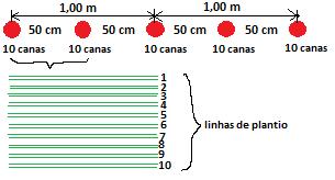 Na sistematização para o plantio da meiosi, deixamos o espaço correspondente a 5 linhas a partir da carreador e sulcamos uma linha para o plantio das mudas; a partir desta linha deixamos o espaço