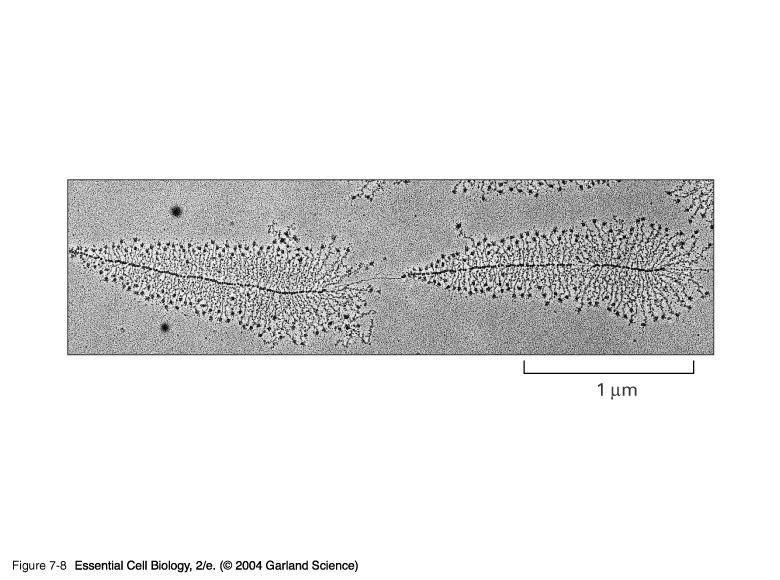 Reconhecimento do Promotor Alberts et al (2004) Ess Cell Biol 2/e Transcrição de dois genes