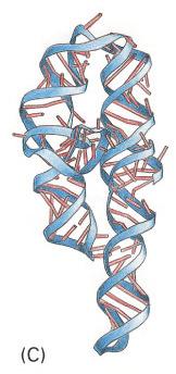 RNA Estrutura Secundária Uracilo emparelha com