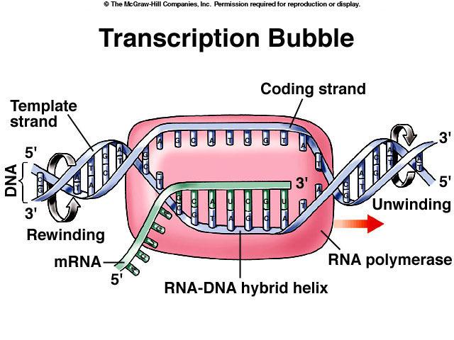 O Enzima RNA Polimerase e a Bolha Transcricional Cadeia molde Cadeia não-transcrita Desenrolamento Re-enrolamento Direcção da transcrição Hélice DNA-RNA RNA