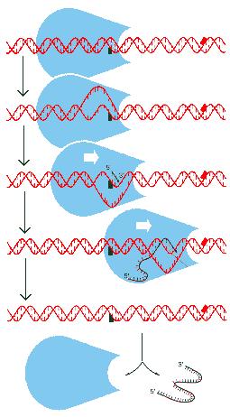 Fases da Transcrição DNA RNA polimerase DNA NTP 1. Ligação da RNA Polimerase RNA polimerase NTP RNA 2.