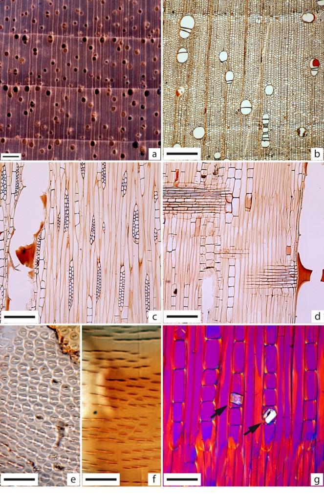 Figura 30 - Cedrela odorata Em A, imagem macroscópica transversal (Barra=1mm). De B a G imagens microscópicas.