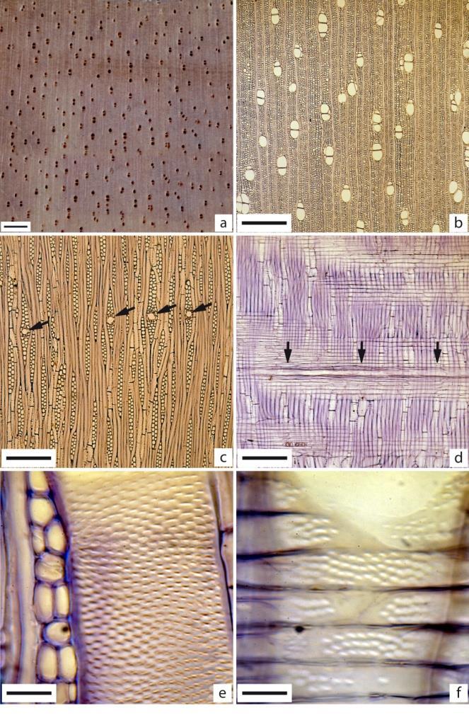 Figura 72 - Parahancornia amapa Em A, imagem macroscópica transversal (Barra=1mm). De B a F imagens microscópicas.