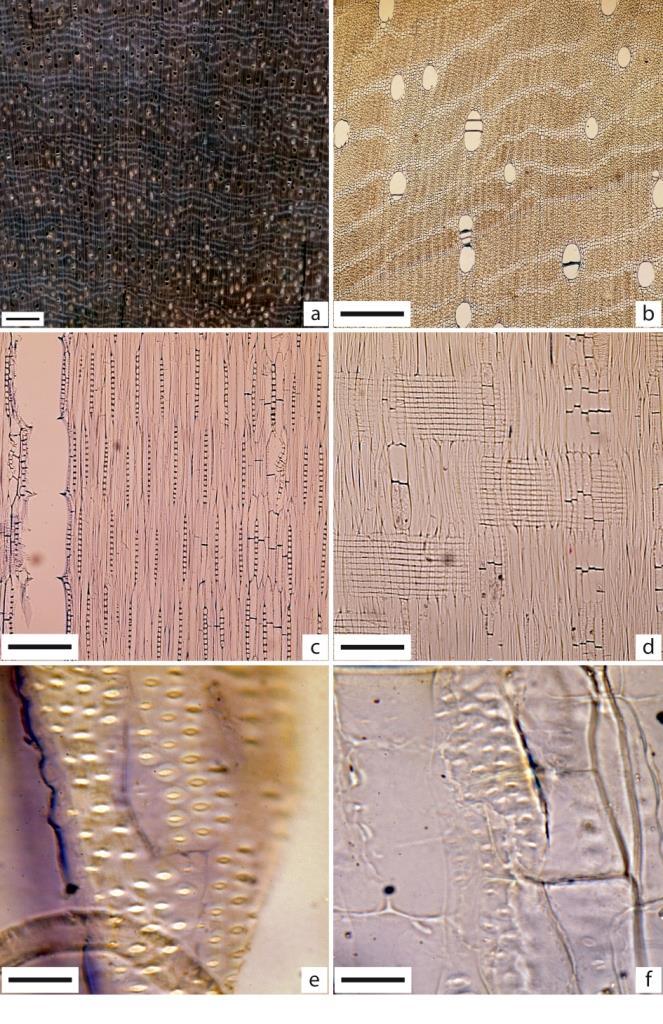Figura 81 - Pterocarpus sp. Em A, imagem macroscópica transversal (Barra=1mm). De B a F imagens microscópicas.