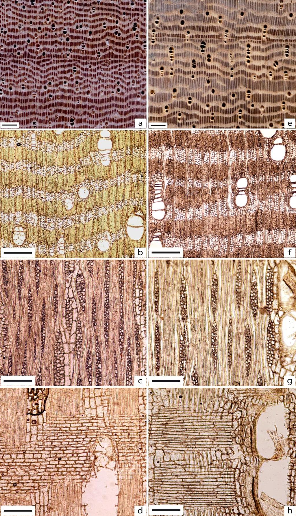 Figura 97 - Imagens comparativas dos gêneros Moronobea pulchra (a d) e