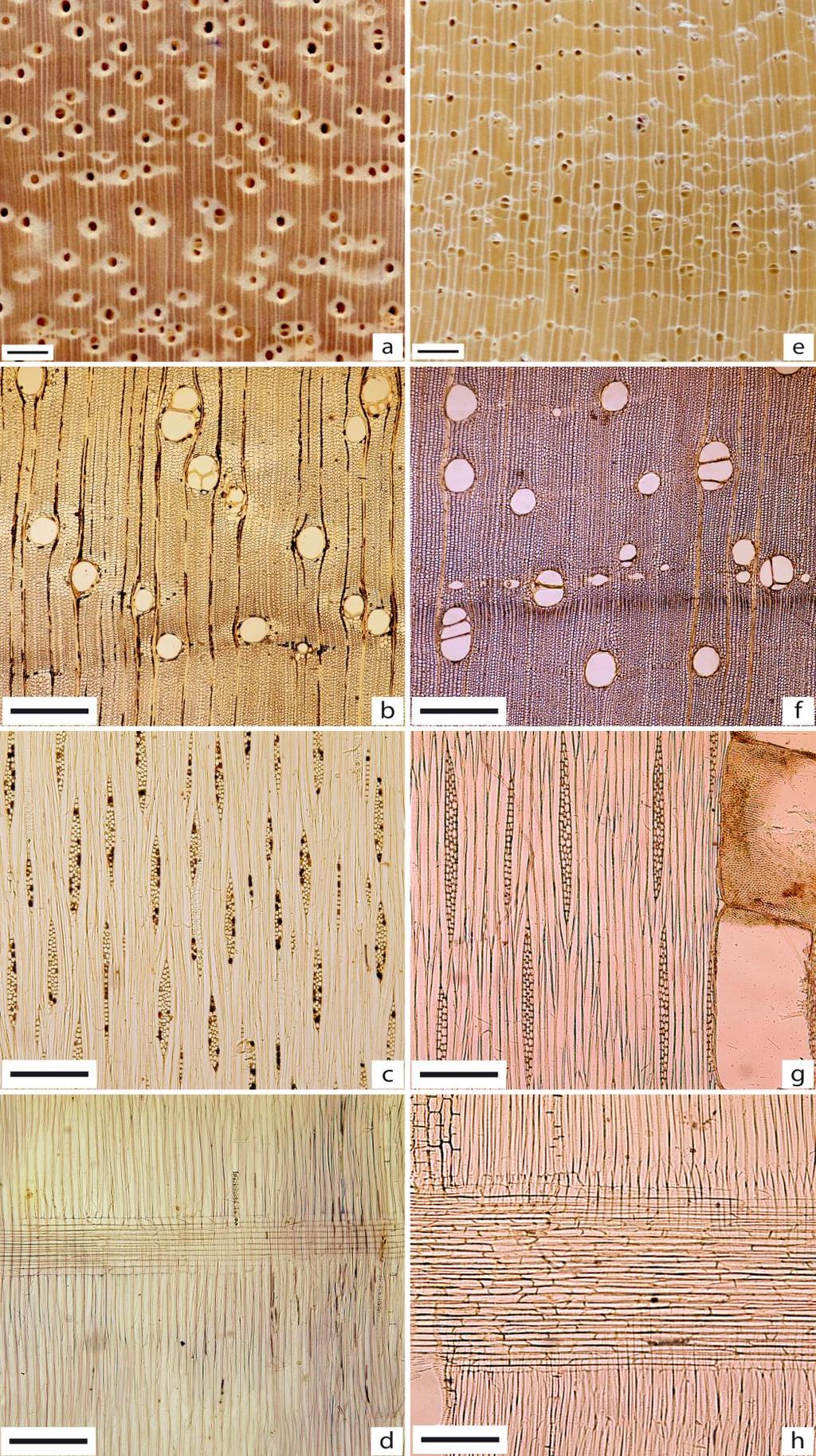 Figura 98 - Imagens comparativas dos gêneros Parkia sp.