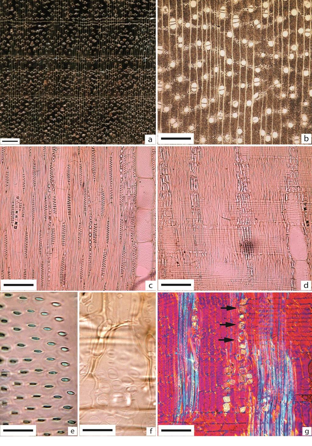 Figura 11 - Apuleia leiocarpa Em A, imagem macroscópica transversal (Barra=1mm). De B a G imagens microscópicas.