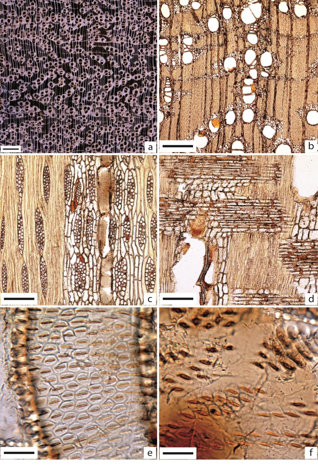 Figura 17 - Bowdichia virgilioides Em A, imagem macroscópica transversal (Barra=1mm). De B a F imagens microscópicas.