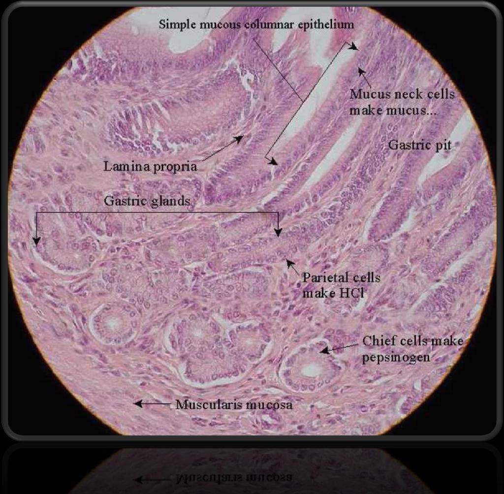 Estômago (região pilórica) Glândulas gástricas
