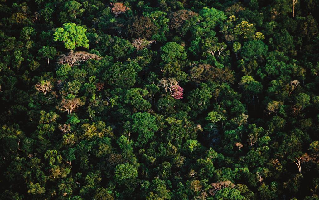 Aplicação da metodologia estoque-fluxo-desmatamento futuro no Amazonas A o definir a parcela de alocação destinada a cada Estado, o próximo passo é definir como distribuir estas UREDDs dentre os
