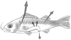 04 - (Fuvest 2017) O esquema representa, de maneira simplificada, a circulação sanguínea em peixes.
