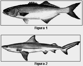 18 - (Uff 2011) Podendo chegar até vinte metros de comprimento, o tubarão-baleia é o maior representante dos peixes.