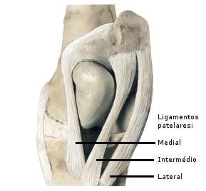 Figura 3: Mecanismo de bloqueio da articulação femoro-tíbio-patelar. Adaptado de Budra et al (20