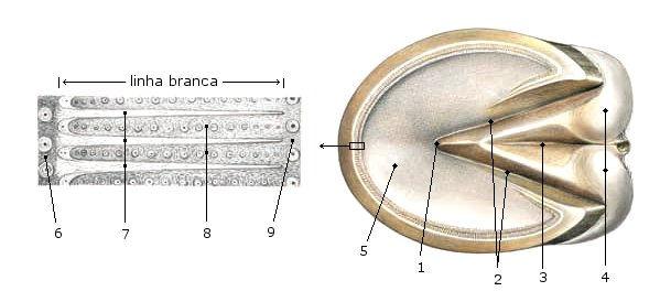 epidérmico (9) face dorsal da muralha (10) lâmina dérmica primária (11) lâmina dérmica secundária (12) lâmina epidérmica primária (13) lâmina epidérmica secundária (14) TEDC (15) almofada coronária