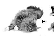 = 130 (peso kg) 0,4 NEM (kcal/dia) = 130 (6) 0,4 = 130 (2,04) = 265,2 kcal/dia Necessidade Energética (NRC, 2006) Tipo Kcal/dia Cão adulto jovem e ativo 140 x (PC) 0,75 Dogue Alemão ativo 200 x (PC)