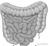 intestino reconhece o conteúdo intestinal como PRÓPRIO vs.