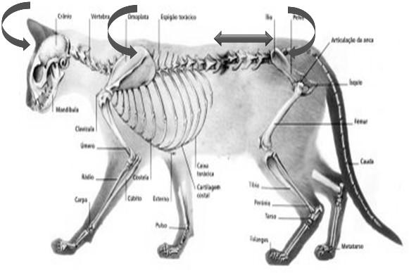 Escore de Massa Muscular (EMM) Escore de Massa Muscular (EMM)