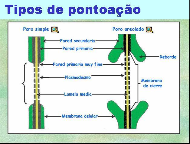 Os traqueóides, assumem uma forma afilada (extremidades pontiagudas) e o meio de