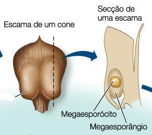 feminino