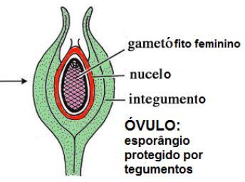 do gametófito ocorre para o interior do esporo, no interior do
