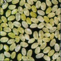The Golden Rice Solution Adicionar os genes da via do -Caroteno IPP Geranylgeranyl diphosphate Daffodil gene Phytoene synthase via Vitamina A está completo e funcional Golden