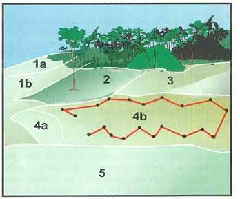 2 Recomendação de Calagem e Adubação para Pastagens no Acre Amostragem de solo A coleta da amostra é a primeira e principal etapa de um programa de avaliação da fertilidade do solo.