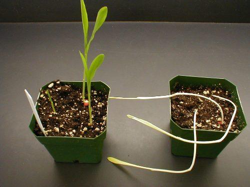Crescimento etiolado ocorre quando as plantas iniciam o crescimento na auxência de luz http://www4.uwsp.